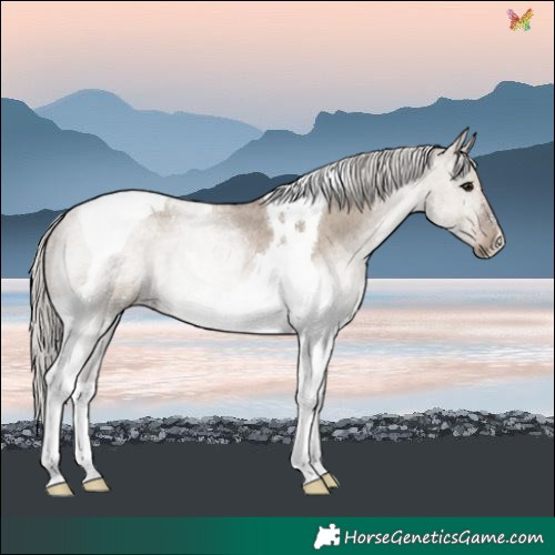 Horse Color:Silver Grullo Roan Tobiano 