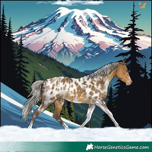 Horse Color:Gray White Spotted Silver Sable Cream Champagne Tobiano Appaloosa 