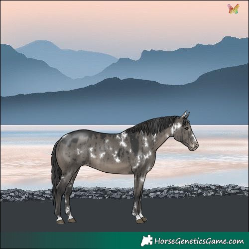 Horse Color:White Spotted Grullo Varnish Brindle 