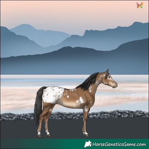 Horse Color:Gray White Spotted Liver Red Dun Blanket Rabicano 