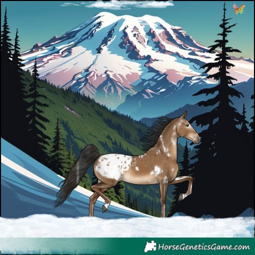 Horse Color:Gray White Spotted Liver Red Dun Appaloosa Rabicano