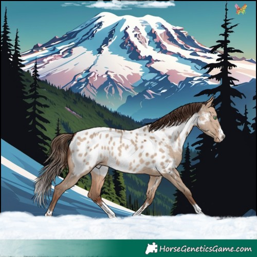 Horse Color:Sable Champagne Dun Appaloosa