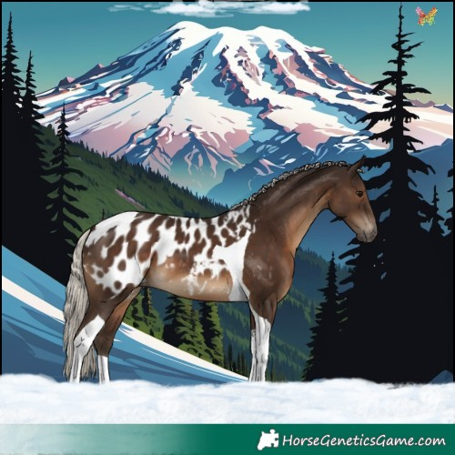 Horse Color:Gray Silver Black Tobiano Appaloosa