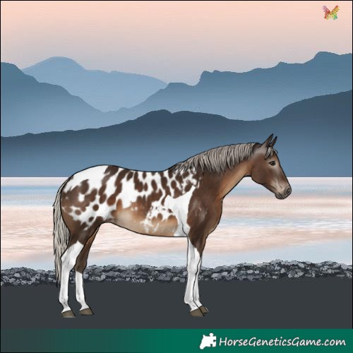 Horse Color:Gray Silver Black Tobiano Blanket 