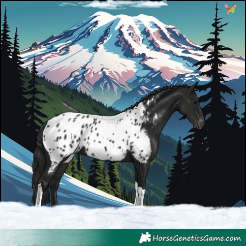 Horse Color:Gray Black Tobiano Appaloosa 