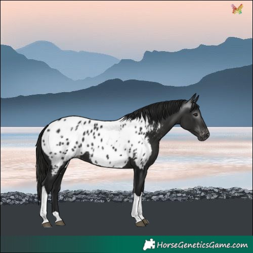 Horse Color:Gray Black Tobiano Near Leopard
