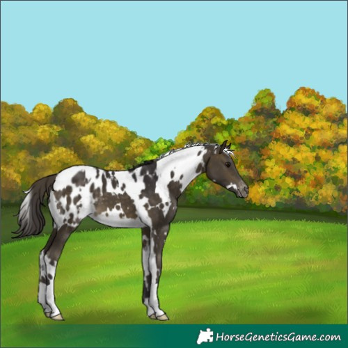 Horse Color:White Spotted Buckskin Appaloosa