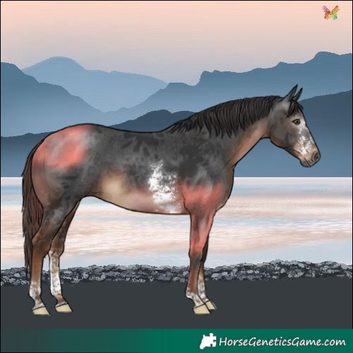 Horse Color:Gray Liver Chestnut Sabino 