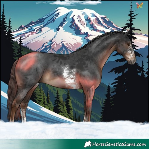 Horse Color:Gray Liver Chestnut Sabino