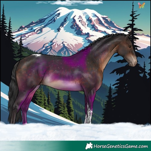 Horse Color:Brown Sabino Tobiano Appaloosa