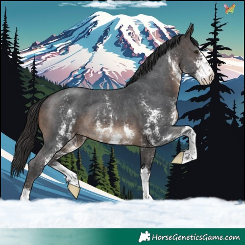 Horse Color:Brown Sabino Appaloosa 