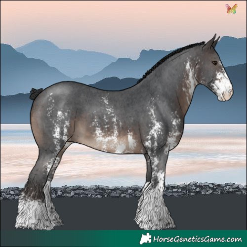 Horse Color:Brown Sabino Varnish