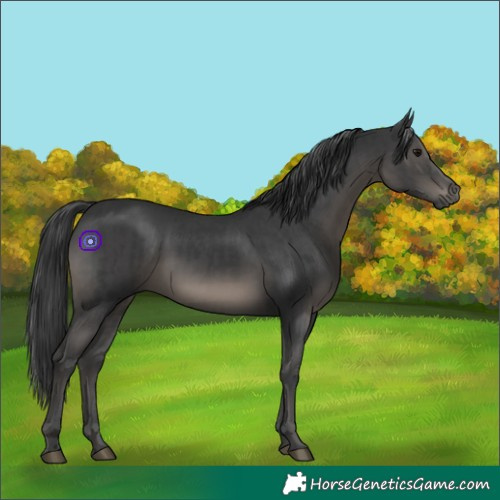Horse Color:Black  and Black 