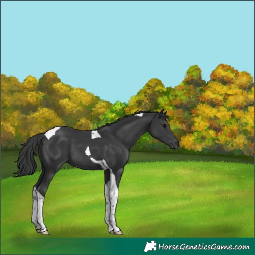 Horse Color:Black Tobiano