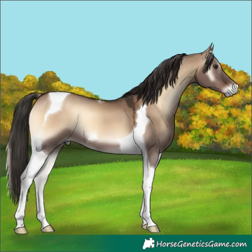Horse Color:Liver Red Dun Onyx Tobiano