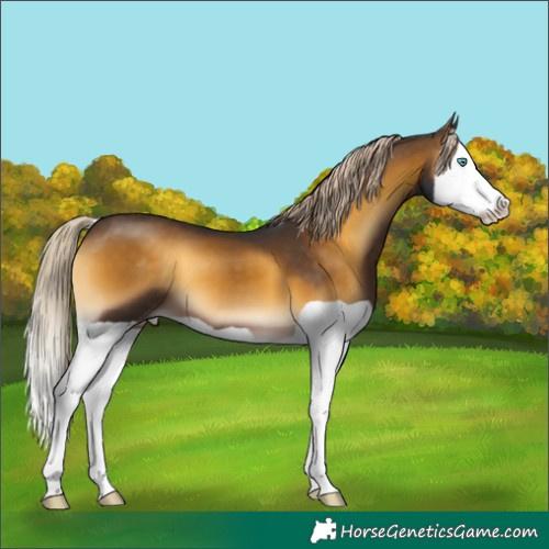 Horse Color:Chocolate Palomino Onyx Splash