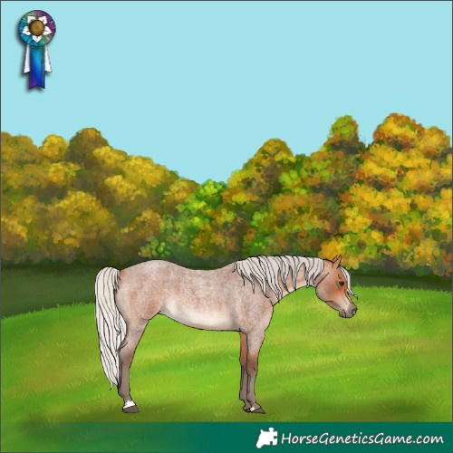Horse Color:Silver Bay Roan 