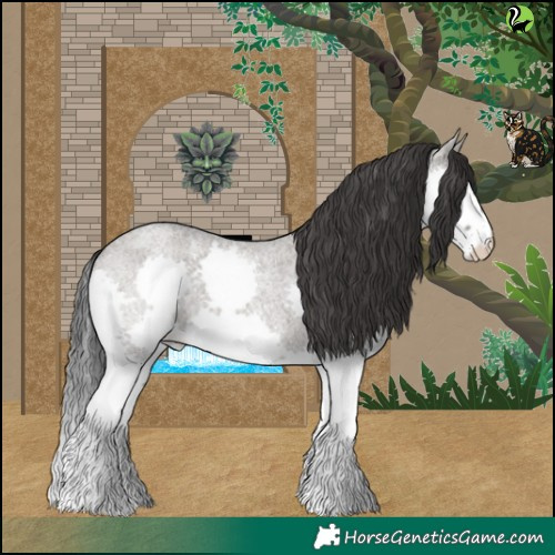 Horse Color:Grullo Roan Splash
