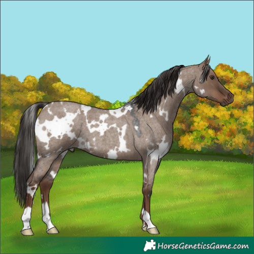 Horse Color:White Spotted Liver Red Dun Roan 