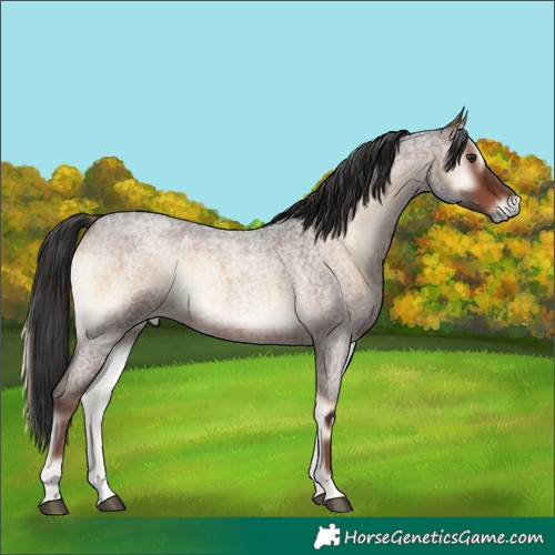 Horse Color:Liver Red Onyx Roan