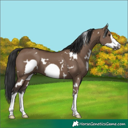 Horse Color:White Spotted Liver Red Dun Frame 