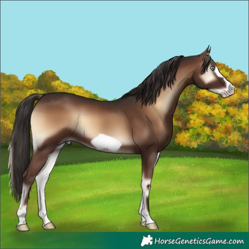 Horse Color:Liver Red Onyx Frame