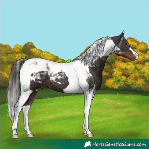 Horse Color:Liver Chestnut Tobiano 