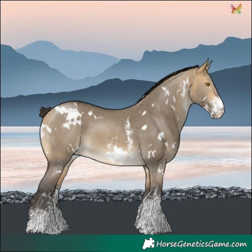 Horse Color:White Spotted Buckskin Dun Sabino