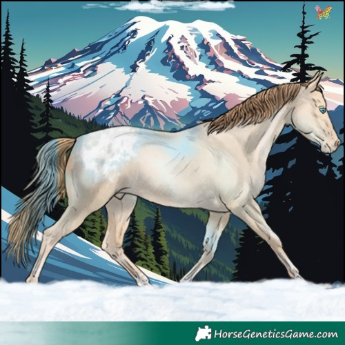 Horse Color:Buckskin Pearl Dun Sabino Appaloosa 