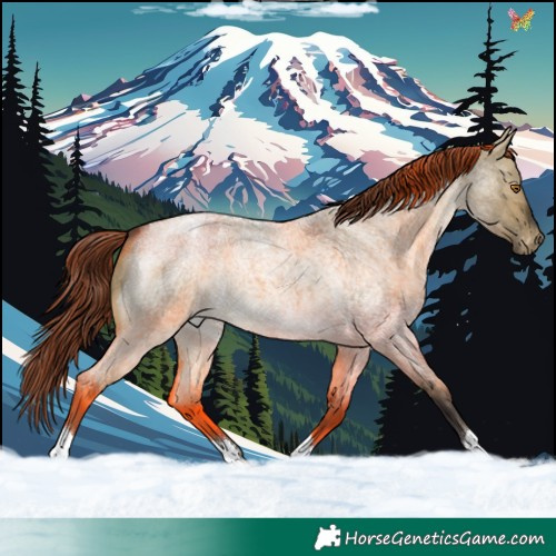 Horse Color:Buckskin Roan Dun Appaloosa 