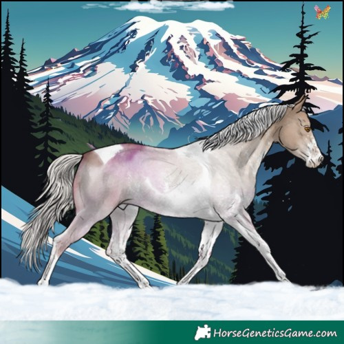 Horse Color:Silver Grullo Sabino Tobiano