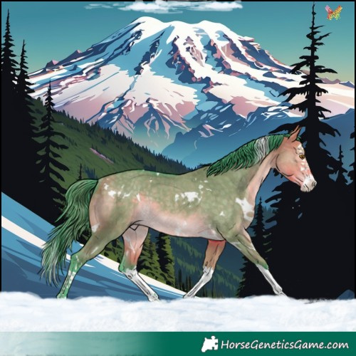 Horse Color:Watercolor White Spotted Buckskin Dun Splash Rabicano 