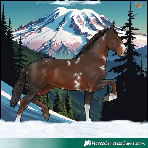 Horse Color:White Spotted Liver Chestnut Tobiano