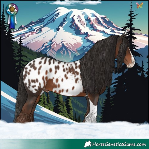 Horse Color:Liver Chestnut Splash Tobiano Appaloosa