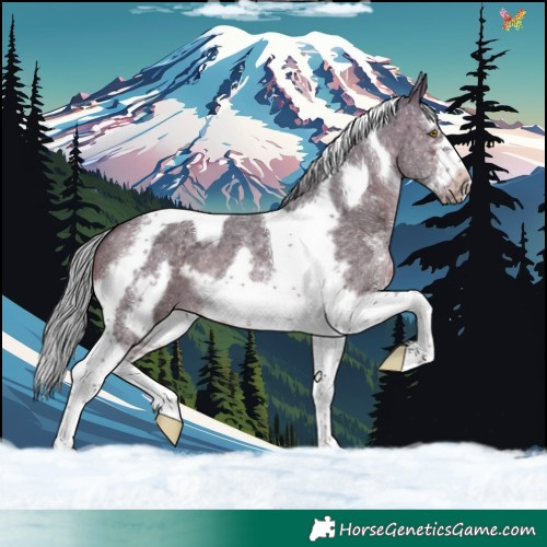 Horse Color:Silver Brown Sabino Splash Tobiano Frame