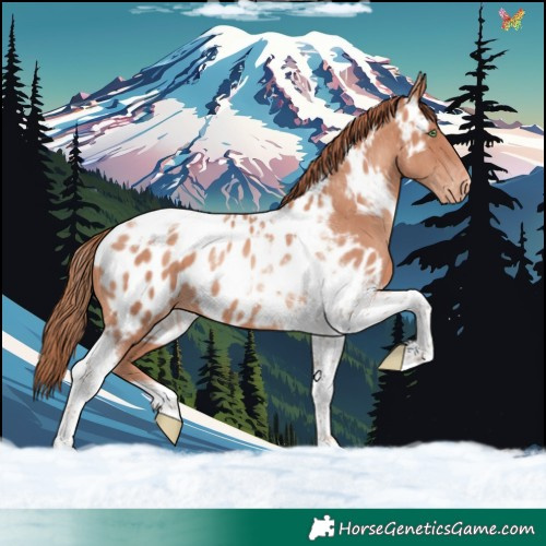 Horse Color:Gold Champagne Tobiano Appaloosa