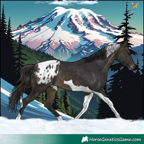 Horse Color:Buckskin Tobiano Appaloosa Rabicano 