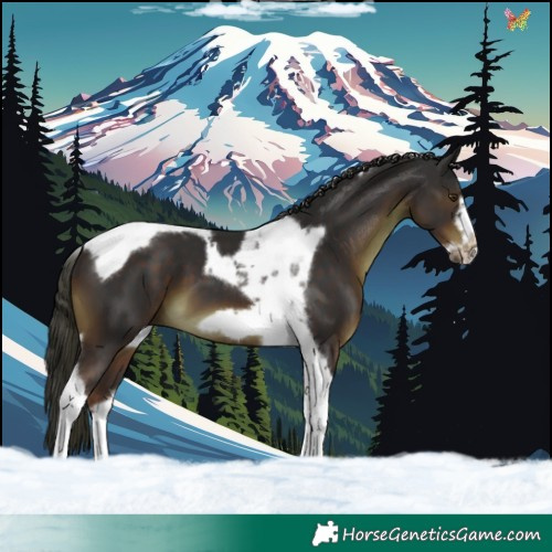 Horse Color:Liver Chestnut Tobiano Frame 