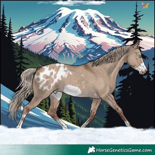 Horse Color:Chocolate Palomino Dun Sabino Frame Appaloosa