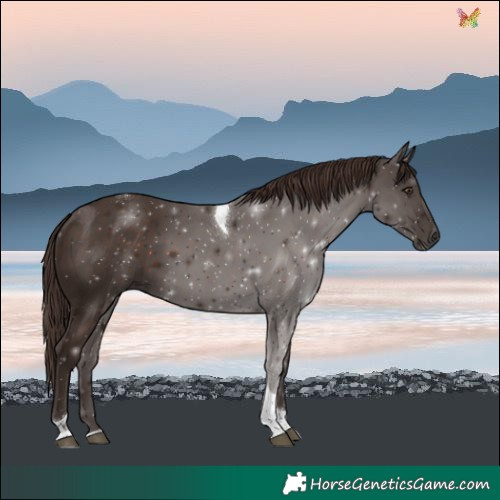 Horse Color:Liver Chestnut Tobiano 