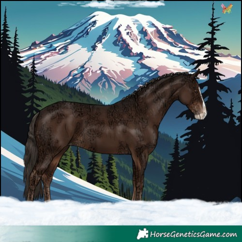 Horse Color:Liver Chestnut Ice Splash Appaloosa