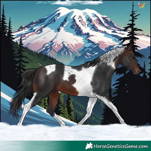 Horse Color:Brown Mushroom Tobiano