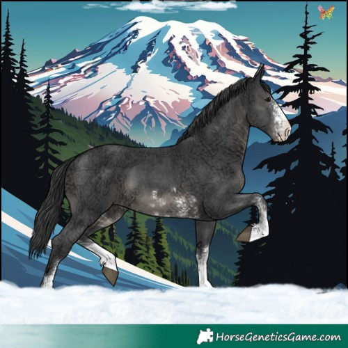 Horse Color:Black Ice Sabino