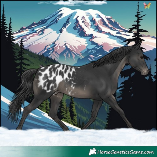Horse Color:Black Appaloosa 