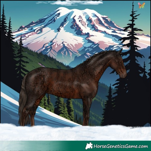 Horse Color:Liver Chestnut Ice