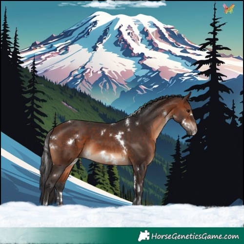 Horse Color:White Spotted Brown