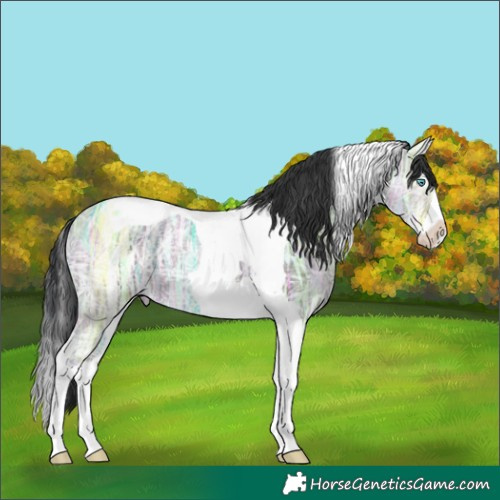 Horse Color:Grullo Ice Splash Tobiano 