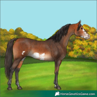 Horse Color:Bay and Bay Frame