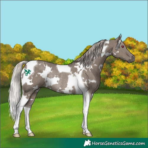 Horse Color:White Spotted Silver Grullo Tobiano Rabicano 