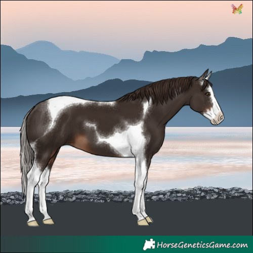 Horse Color:Liver Chestnut Splash Tobiano 